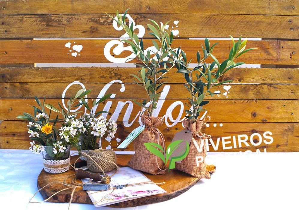 Oliveiras Bonsais | Prenda Casamentos | Ofertas e Decoração