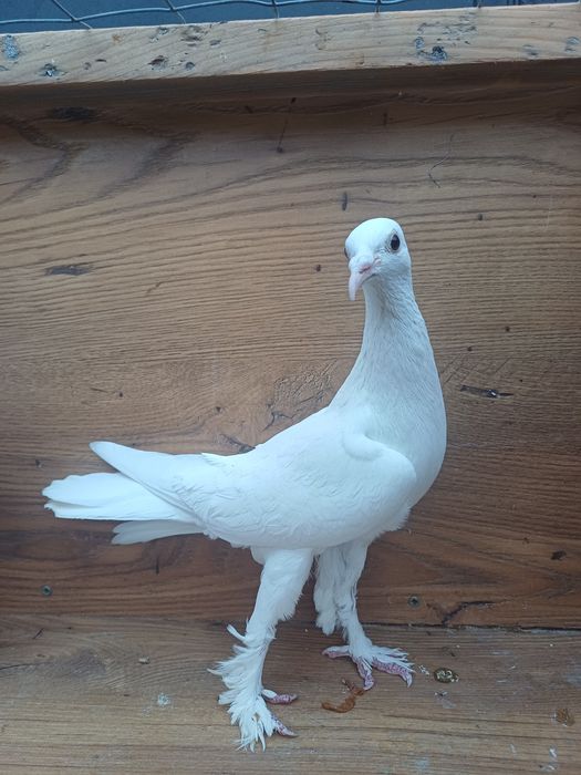 Golebie ozdobne Bociany