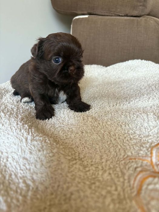 Shih tzu.