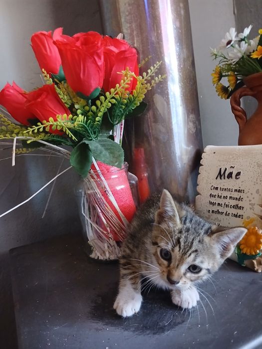 3 gatos machos para adoção