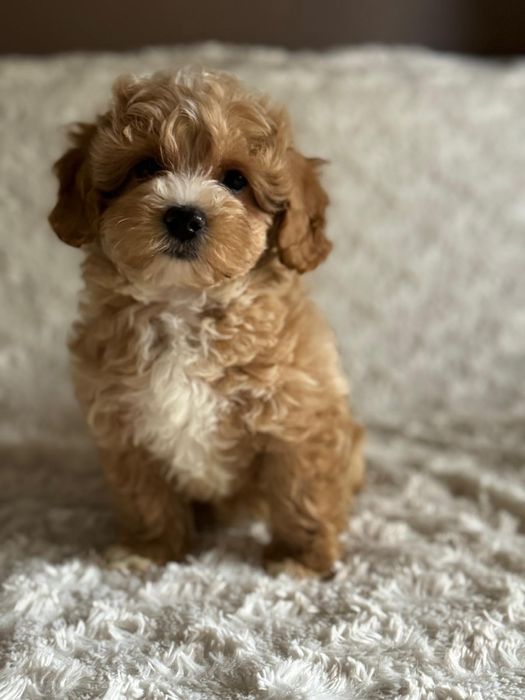 Maltipoo śliczny szczeniaczek
