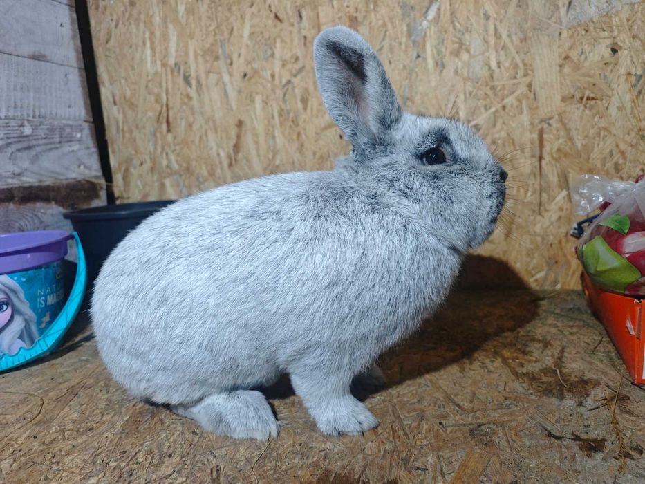 Samiec wjs styczeń 2025