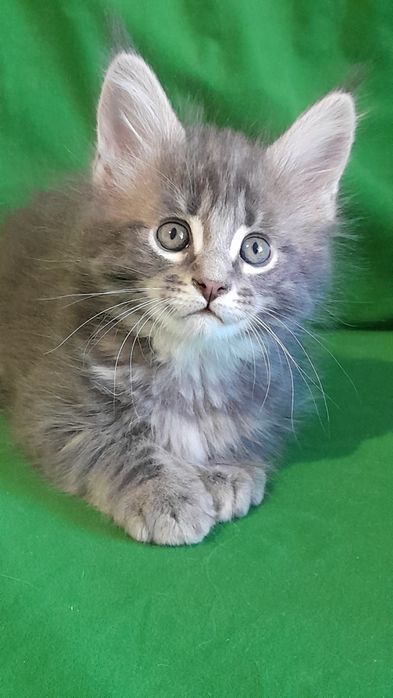 Гарні кошенята мейн кун.