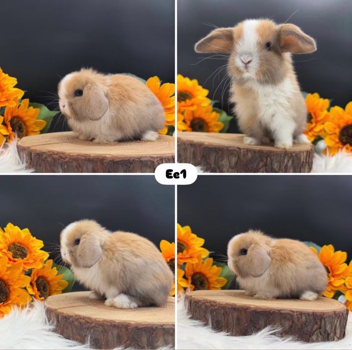 Króliki Mini Lop
