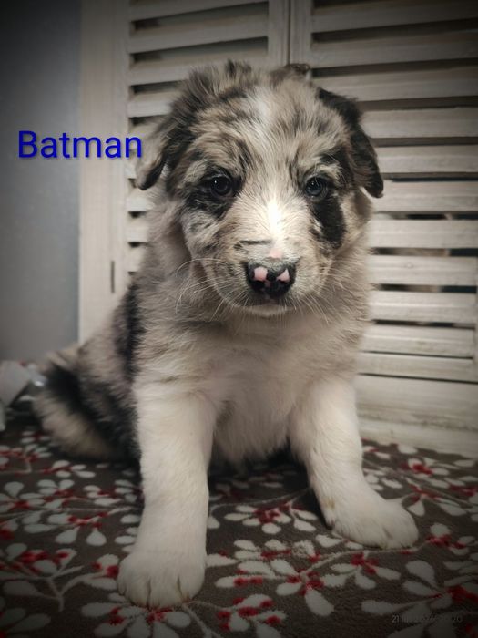 Border collie piesek Blue merle przebadani rodzice do odbioru