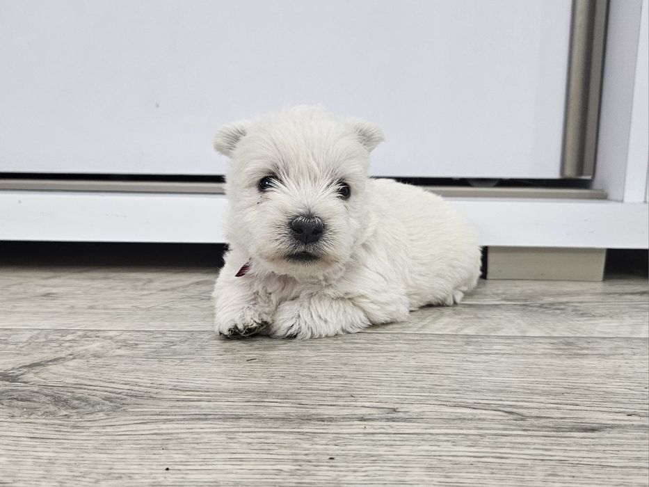 West Highland White Terrier