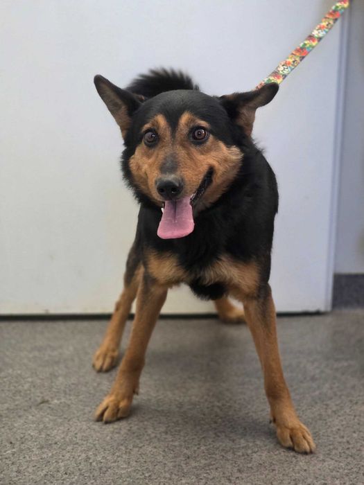 Zawiercie ul. Nowa znaleziono psa!