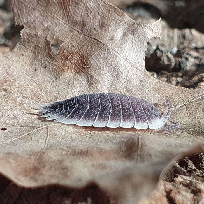 10x Porcellio werneri - isopody, równonogi