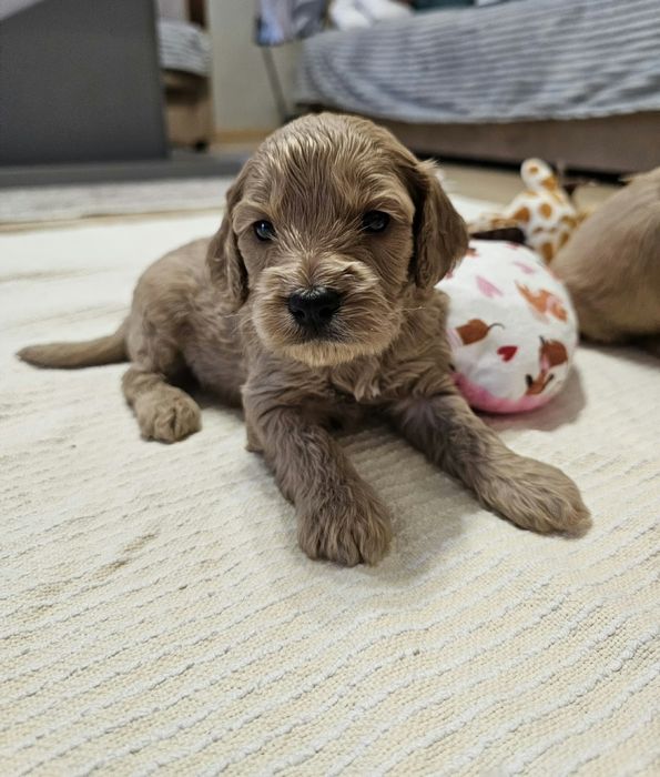 Cockapoo maluszki