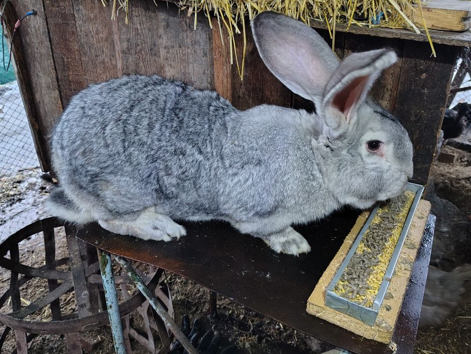 Продам кролів бельгійського велетня