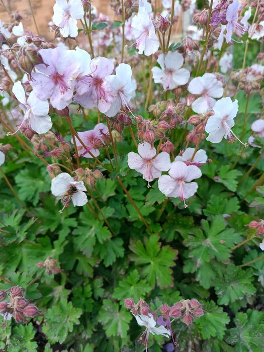 Садові та кімнатні герані