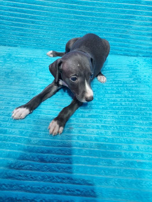 Chart Angielski Whippet piesek