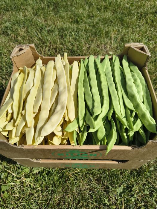 Fasola mamut tyczna 2 kg