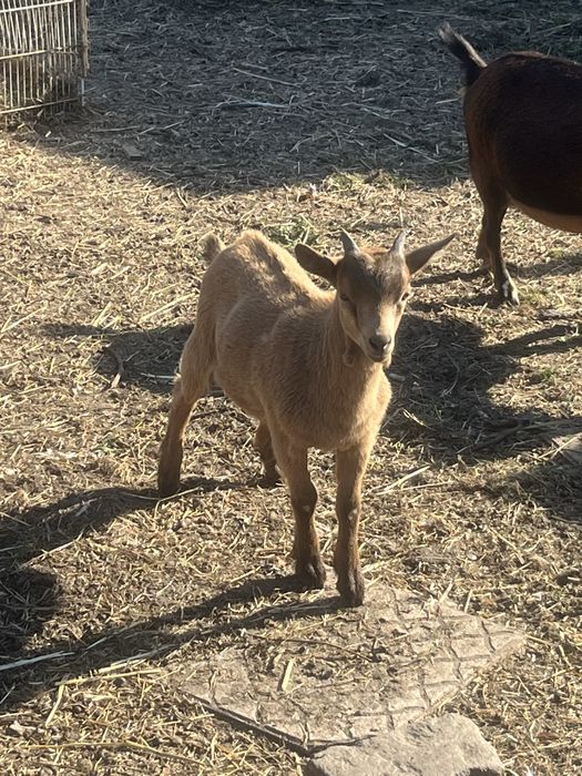 Cabrito nascido em abril