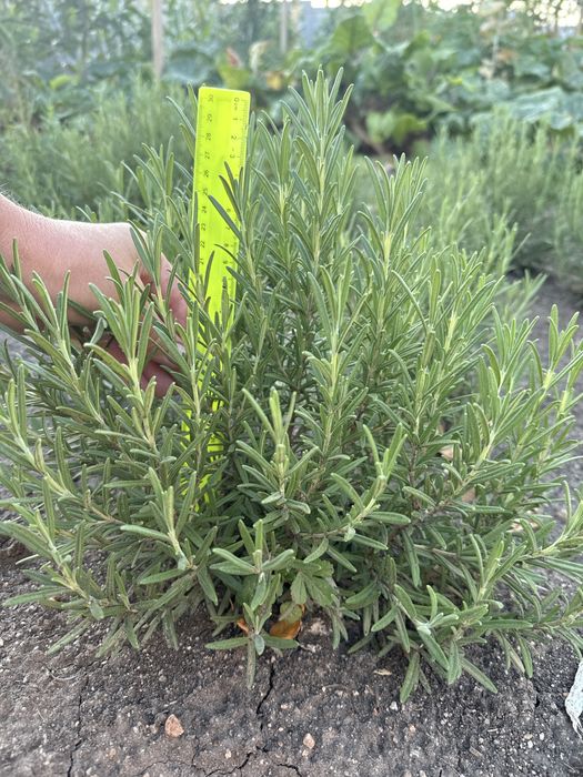 Розмарин зимуючий