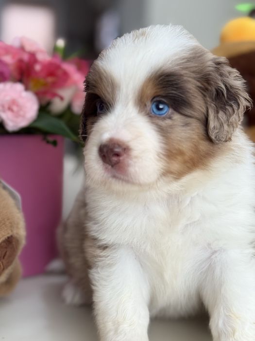 Міні ауссі ( Мініатюрна Американська вівчарка)