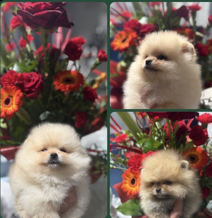 Szpic Miniaturowy Pomeranian