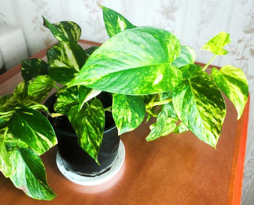 Filodendron pnący Epipremnum ‘Hicolor’ zwane również ‘Golden Queen’