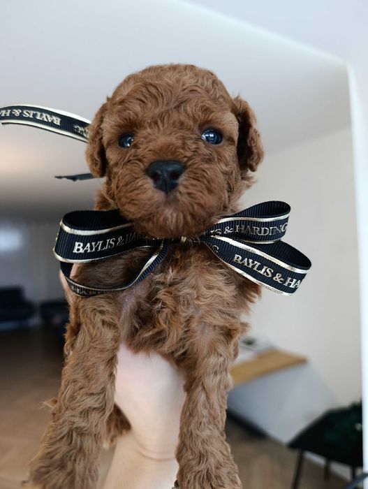 Pudel Toy red brown miniaturka badania genetyczne