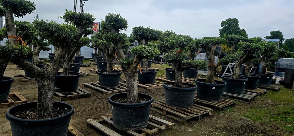 Drzewko oliwne bonsai