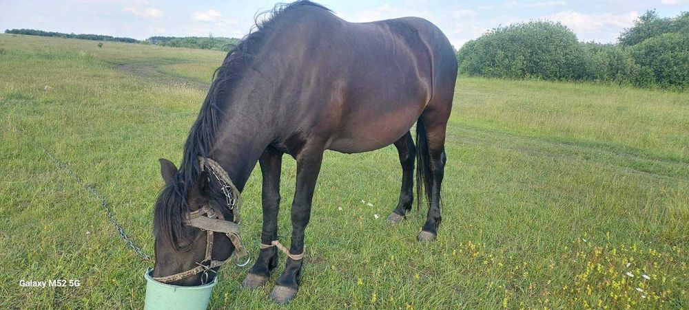 Продам робочу кобилу