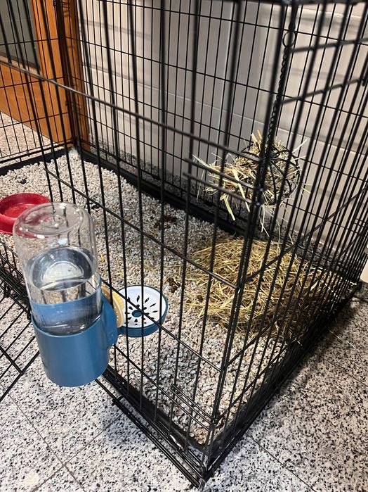 Coelho anão + acessórios (Opcional)