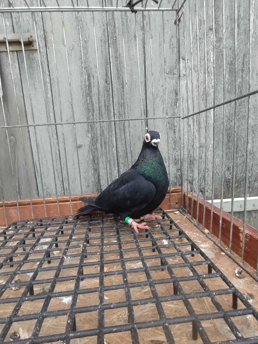 BRODAWCZAK POLSKI Gołębie ozdobne 2025