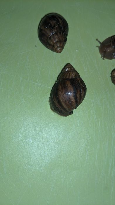 Улитки Ахатины Имакуляты