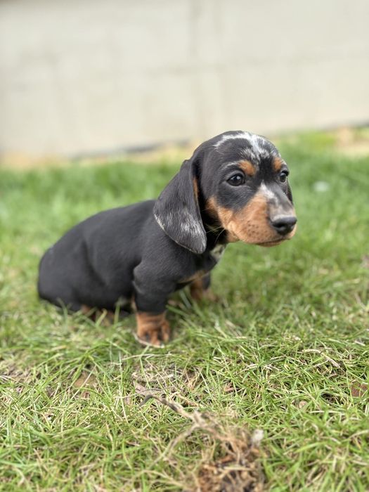 Jamnik krótkowłosy suczka