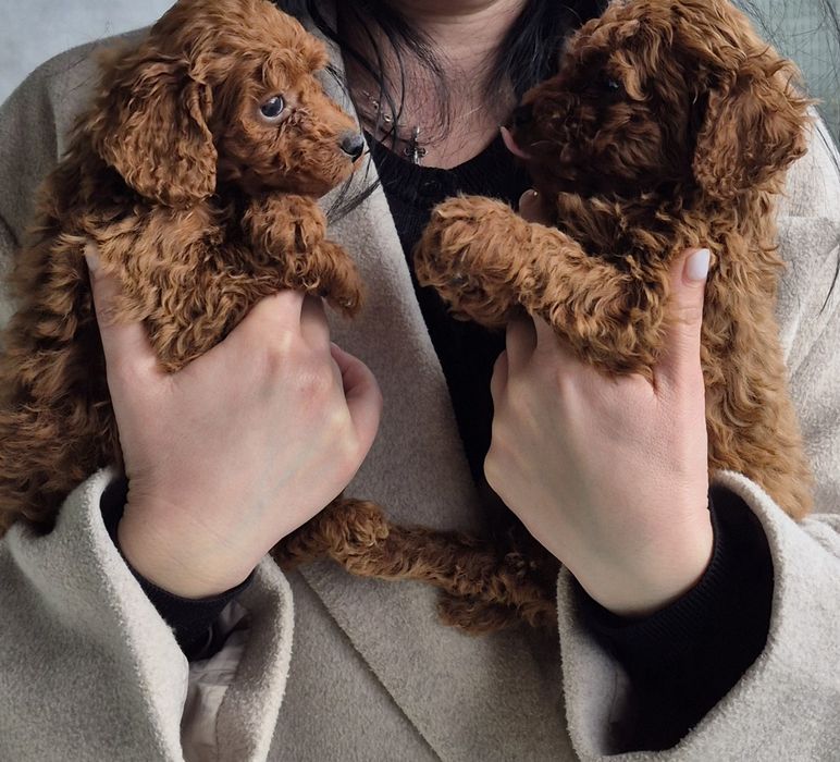 Пушисті іграшки пуделяшки