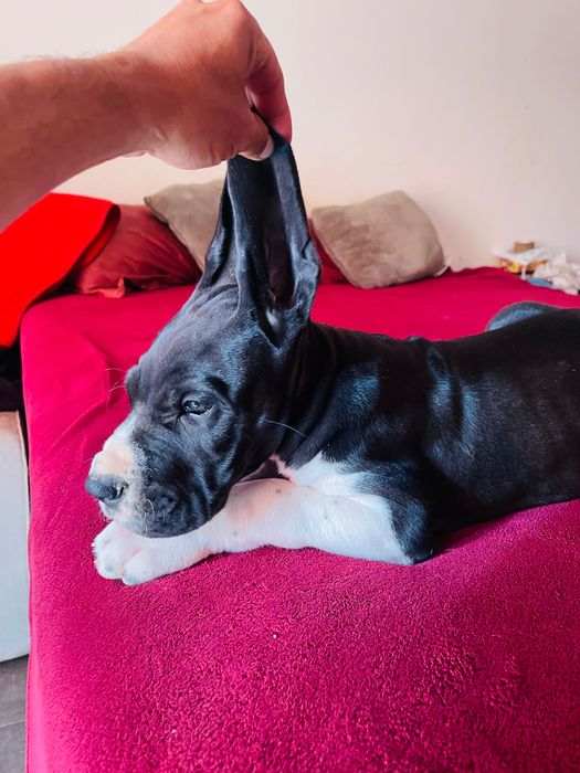 dog alemão macho