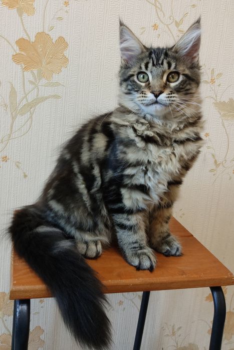 Маленька принцеса.