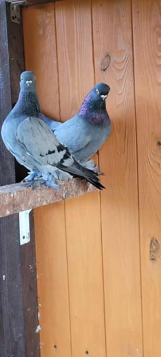 Berlińskie Krótkodziobowe