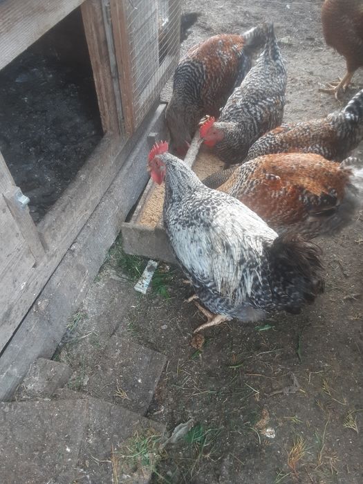 Kogut mięsny duży na rosół