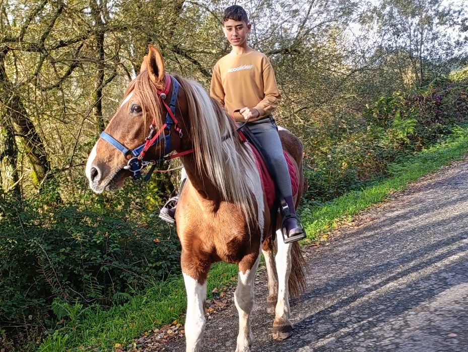 Para venda espetacular exemplar