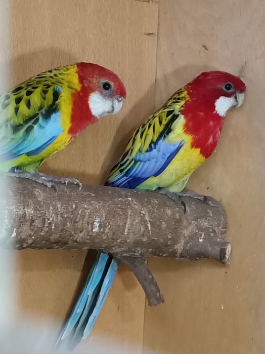Piękne kolorowe papużki