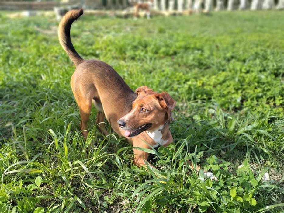 Dobbie - cão médio para adoção