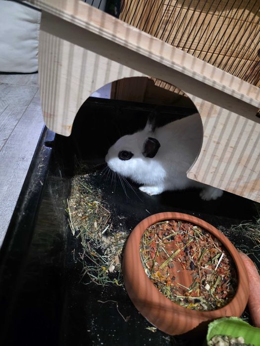 Królik królik klatka