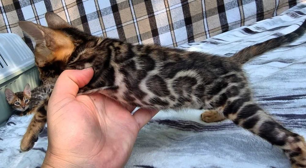 Бенгальський хлопчик BENn24 класичний