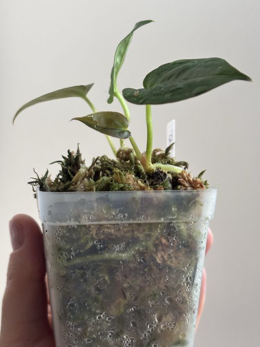 Anthurium Goliath - klon