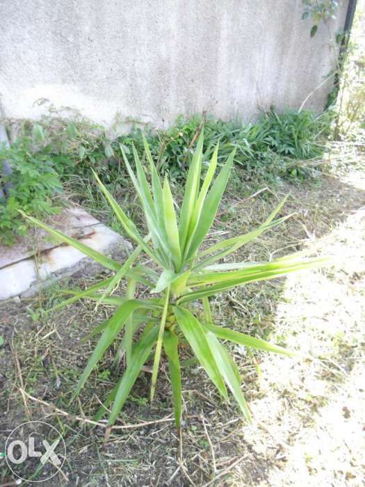 Fiteira planta de jardim