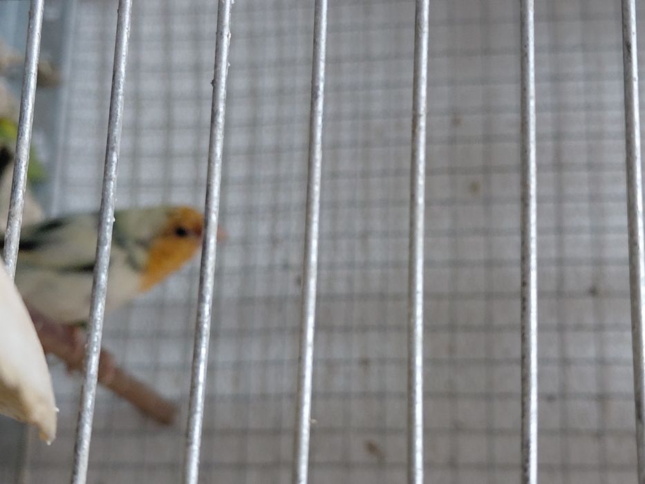 Diamante papagaio macho.