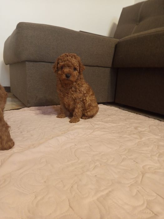 Той Пудель дівчата Редбраун