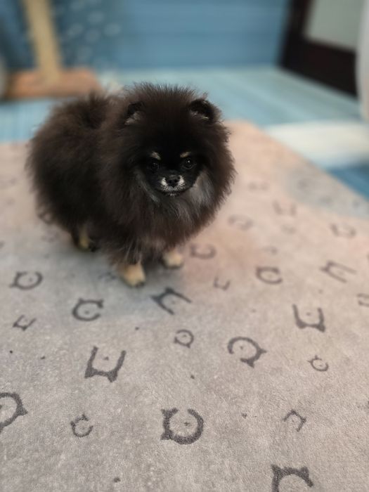 Przepiękną sunia pomeranian FCI  typie misia