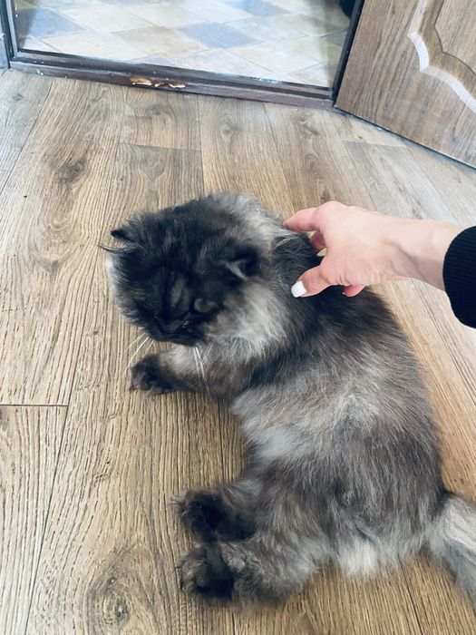 Котик Барсик шукає дім!