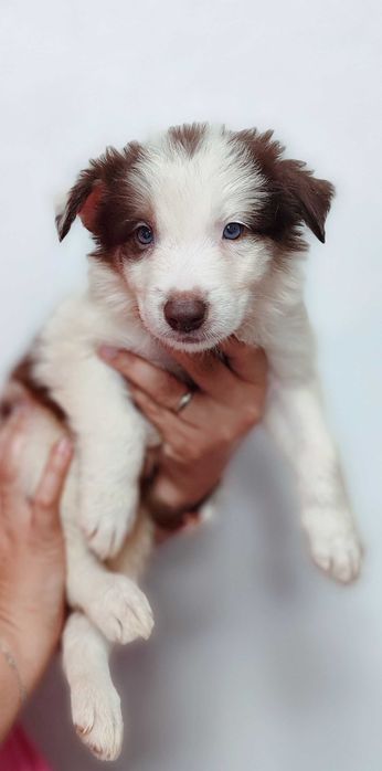 Cachorro Border Collie