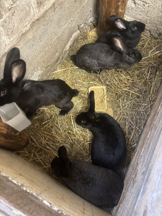 Królik Belgijski i Kalifornijski