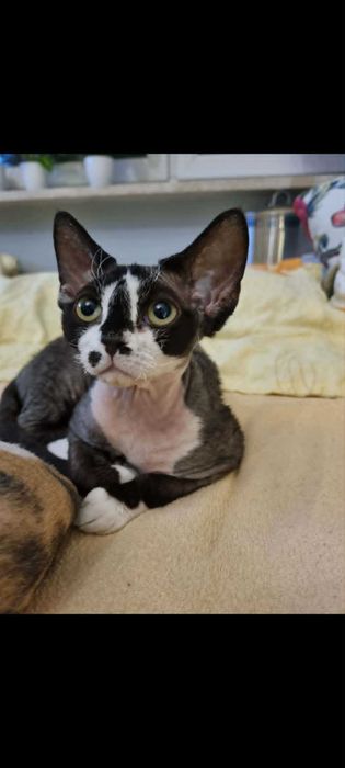 Kocięta koty Devon Rex