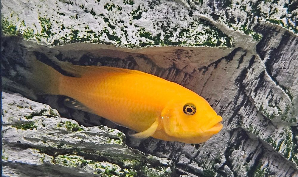 Pyszczak Zebra Red