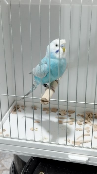 Periquito australiano macho